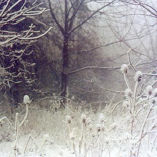 Frost-covered bare branches and dried grasses in a winter landscape