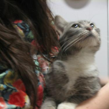 Gray kitten being held by person wearing red floral patterned garment