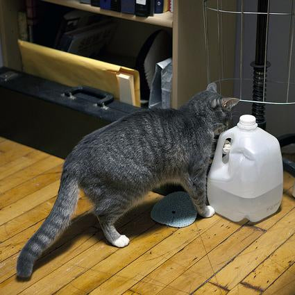 Gray tabby cat with white paws reaching toward a white water jug on a wooden studio floor