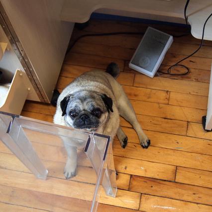 Pug lying on a wooden floor under a clear acrylic chair next to a sewing machine foot pedal