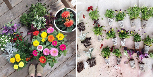 Two garden photos: colorful zinnias, marigolds, and dahlias on a wood deck, and seedling plugs laid out ready for planting